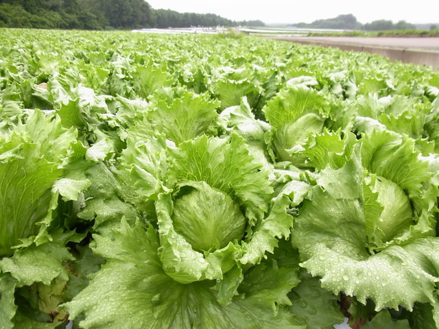 Lettuce field in Karuizawa, Japan
